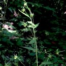 노고단-3 이미지