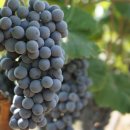 김성만농장 이미지