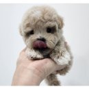 바른 애견 이미지