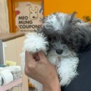 머뭉공간 | [진주/봉곡동 펫샵] 멍뭉이 배냇미용 전문 “머뭉공간”