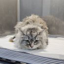 윤슬동물병원 이미지