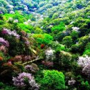 금산첨화