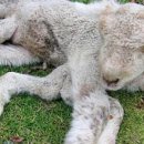 기형농장 이미지