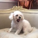 메르시동물병원 이미지