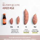 해남농장2 | 달다 못해 꿀이 흐르는 고구마 — 해남 꿀고구마 베니하루카 황금 호박고구마 3kg 5kg 정보 정리