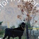 아지애견 이미지