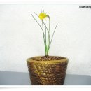 폭시스