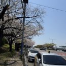 부산 벚꽃 명소 추천 맥도생태공원 4월 벚꽃 개화 실시간