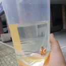 카스인대구
