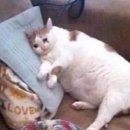 레전드뽑기방 이미지