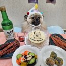 밍키애견 | 🐷 헉스216 | 전주 애견동반 족발맛집, 다녀왔어요!밍키 생일 외식 성공적 🎉