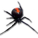 Redback Spider 이미지