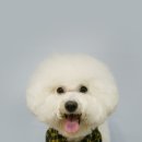 쿨 애견미용 이미지