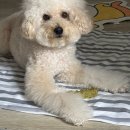 까르치아 | 치석 제거부터 분리불안 케어까지 한 번에! 이즈바이트 버블 덴탈껌 후기