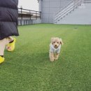 더 퍼피즈 블루 오션 쿡 이미지