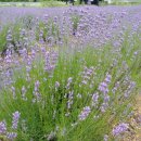 박하농장 이미지