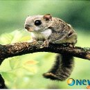 하늘종묘 이미지