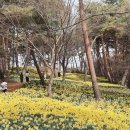 봄 여행지 추천 서산 [유기방가옥] 수선화 실시간 방문후기