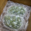 관우농장 | LG트윈스 관우학생네 진짜 샤인머스켓