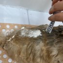 하루가다르개 이미지