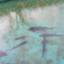 산천송어 이미지