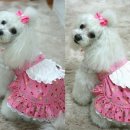 굿모닝퍼피 이미지