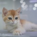 명곡동336 | 명곡동고양이분양 도로시펫 샴 밤색빛 털이 예뻐요