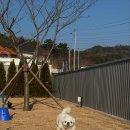 독채 애견스테이 이미지