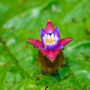 선교장 앞 이미지