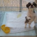 귀족동물병원 이미지