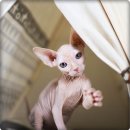 부산고양이분양 미유펫 이미지