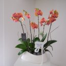 SK오렌지약국 이미지