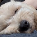 그랜드24시동물병원 | 안양 24시 동물병원 꼼꼼한 강아지 심장검진 후기