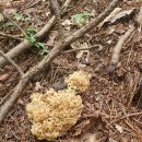 흰깔대기버섯(땅느타리버섯) 꽃송이버섯 산행~~~~ 이미지