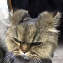 반려동물 셀프미용 이미지