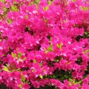 사랑-동행 이미지