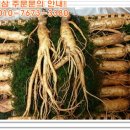 주신인삼 티스토리