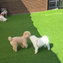 자바라이프 | 용인애견카페 댕글라이프 내돈내산, 강아지와 가기 좋은 실내외 운동장과 이용요금 정보