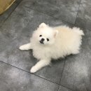 털뭉치이발소 이미지