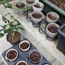 쉼, 색연필보태니컬 아트 이미지