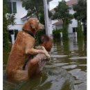 동물을사랑하는사람들 이미지