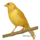 카나리아 이미지