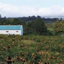 호근남로 이미지