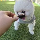 삼호텔 | 대구애견호텔 대구 칠곡삼지구의 강아지 낙원 도기야드 후기