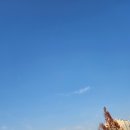 대구강아지분양 원펫 | 대구강아지분양 파양견입양 실제후기｜블랙푸들 첵스의 두번째 가족