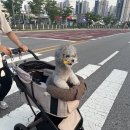 수덴탈 네이버블로그