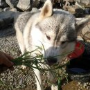 들꽃이 있는집 이미지