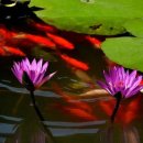 희망의메세지 이미지