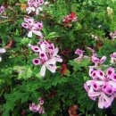 팜카밀레 이미지