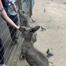 블루마운틴관광호텔 | 호주무한투어) 페더데일 동물원, 블루마운틴 일일투어 후기🇦🇺🐨